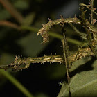 Spiny Mossy Stick Insect - Male & Female
