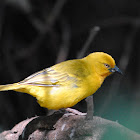 Weaver, Holub's Golden Weaver