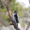 Downy Woodpecker [female]