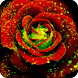 Magic Rose