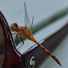  Meadowhawk Dragonfly