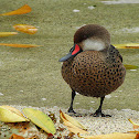 Patillo de Galápagos