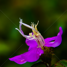 Purple Dance by Ynon Francisco - Flowers Flowers in the Wild