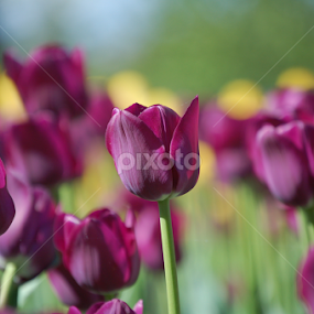 Tulip Field by Debbie Annable Carr - Flowers Flower Gardens
