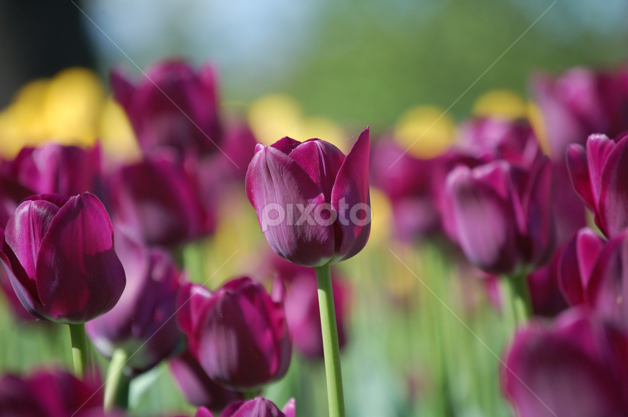 Tulip Field by Debbie Annable Carr - Flowers Flower Gardens