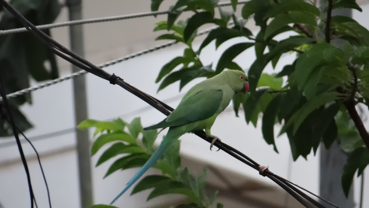 Indian ringneck parakeet