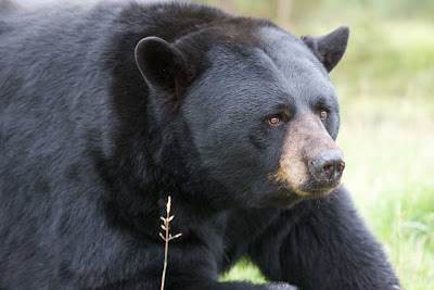 A black bear at the Zoo Sauvage de St-Felicien in Quebec, Canada.