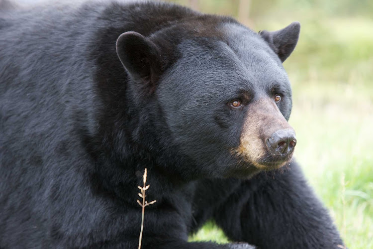 A black bear at the Zoo Sauvage de St-Felicien in Quebec, Canada.
