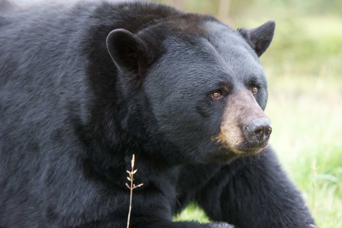 black-bear-zoo-Quebec - A black bear at the Zoo Sauvage de St-Felicien in Quebec, Canada.