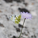 Eastern dappled white butterfly