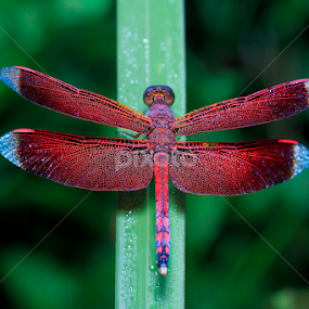 Neurothemis ramburii by A Friyana Wiradikarta - Animals Insects & Spiders