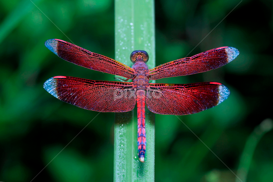Neurothemis ramburii by A Friyana Wiradikarta - Animals Insects & Spiders