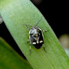 Brassica Shieldbug