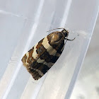 Banded Leafroller Moth