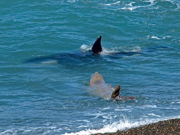 Elephant seal Vs Killer whale | Project Noah
