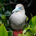 Red-Footed Boobie 
