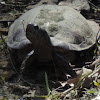 Red-eared Slider Turtle