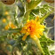 Scolymus hispanicus (Cardillo)