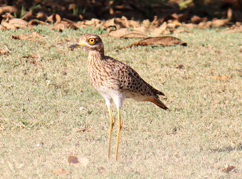 Thick-knee, Spotted