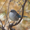 Splendid Fairy-wren