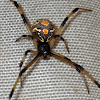 Brown button spider