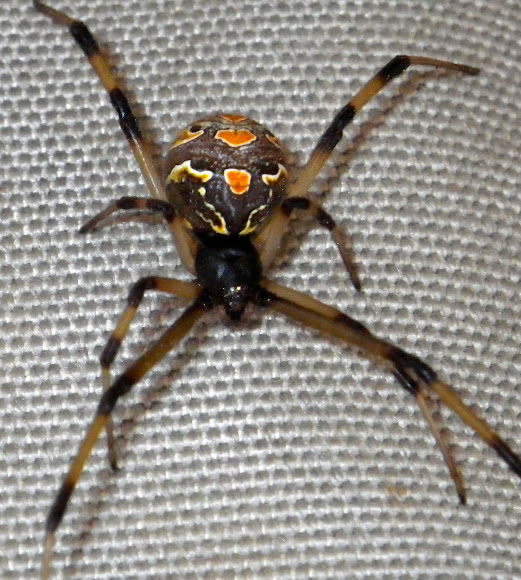 Brown button spider Project Noah