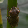 western tree frog