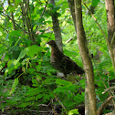 Spruce grouse
