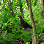 Spruce grouse