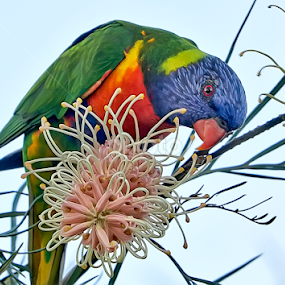 Lorrikeet by Jim Merchant - Animals Birds