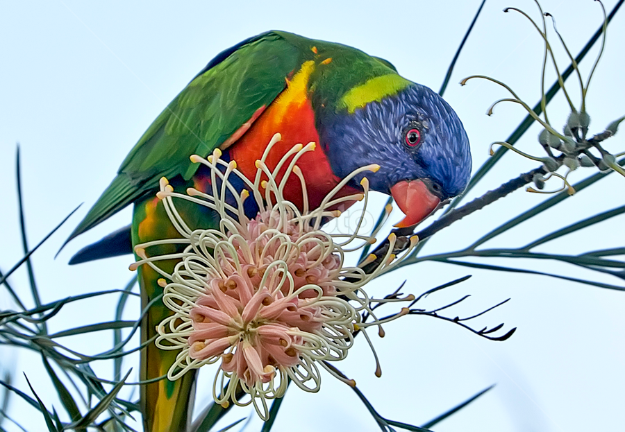 Lorrikeet by Jim Merchant - Animals Birds