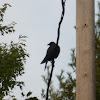 American Crow