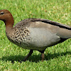 Australian Wood Duck ( Male )