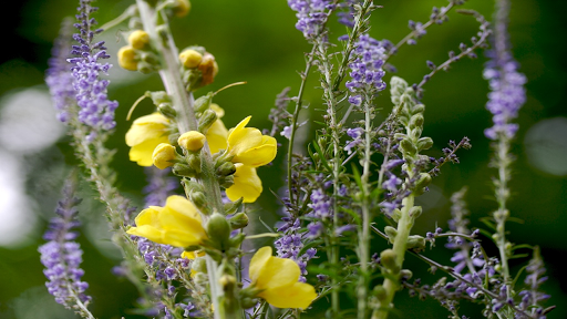 Plantas Medicinales Menopausia