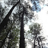Short Leaf pine