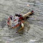 Scorpion Jumping spider