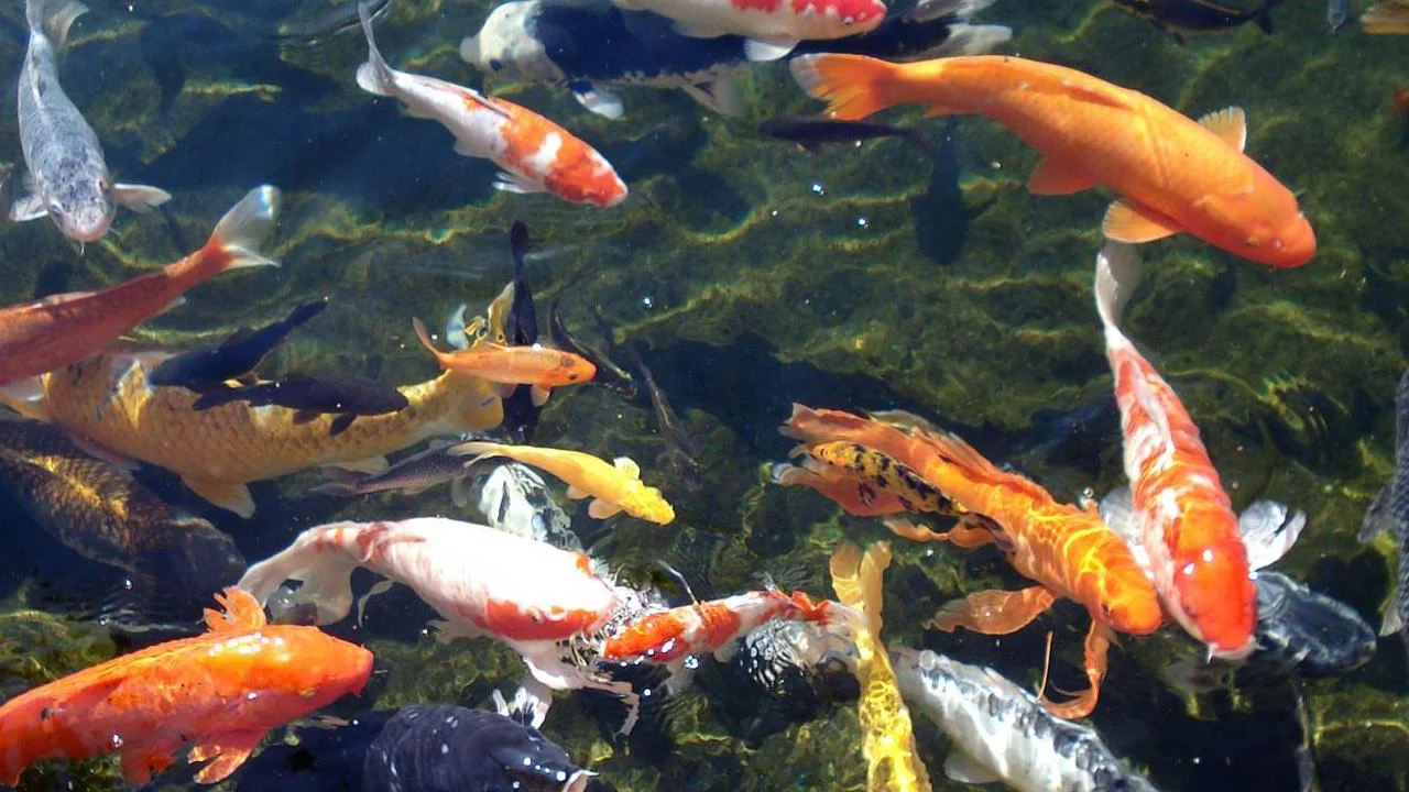 Gambar Ikan Bergerak Untuk Wallpaper - Gudang Wallpaper