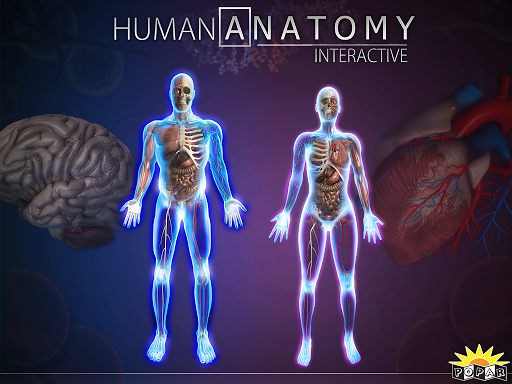 Popar Human Anatomy Chart