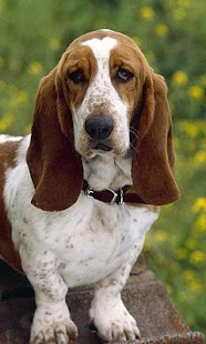 Download Basset Hounds Wallpapers APK