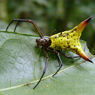 Aranha flexa (Arrow-shaped spider)