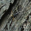 Yellow Antenna Black Wasp