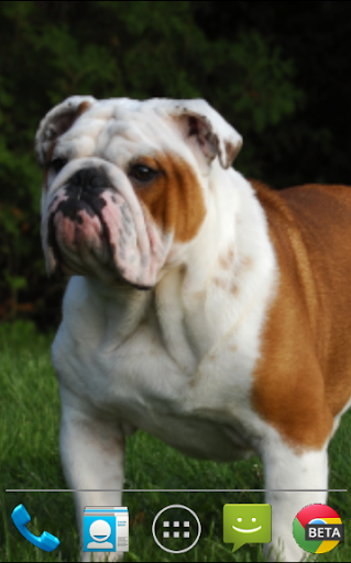 English Bulldogs Wallpaper