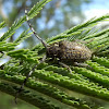 Acacia longicorn beetle