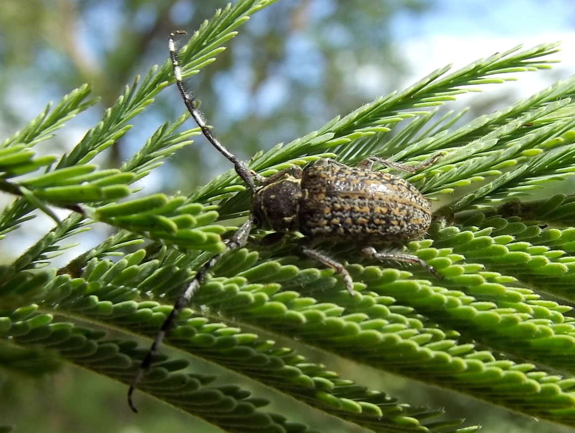 Acacia longicorn beetle