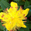 Great St. John's-wort