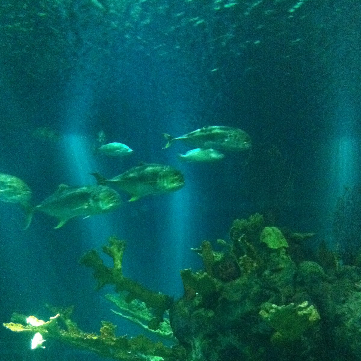jack-trevally-project-noah