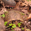 Three-toed box turtle