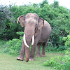 Sri Lankan Elephant II