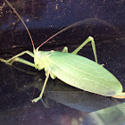 Katydid Grasshopper