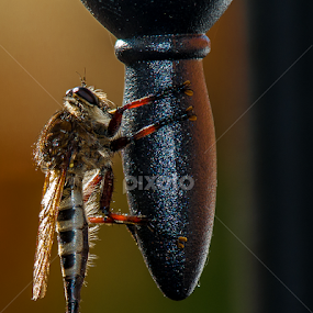 Assassin Bug Robber Fly by Robert Marquis - Animals Insects & Spiders